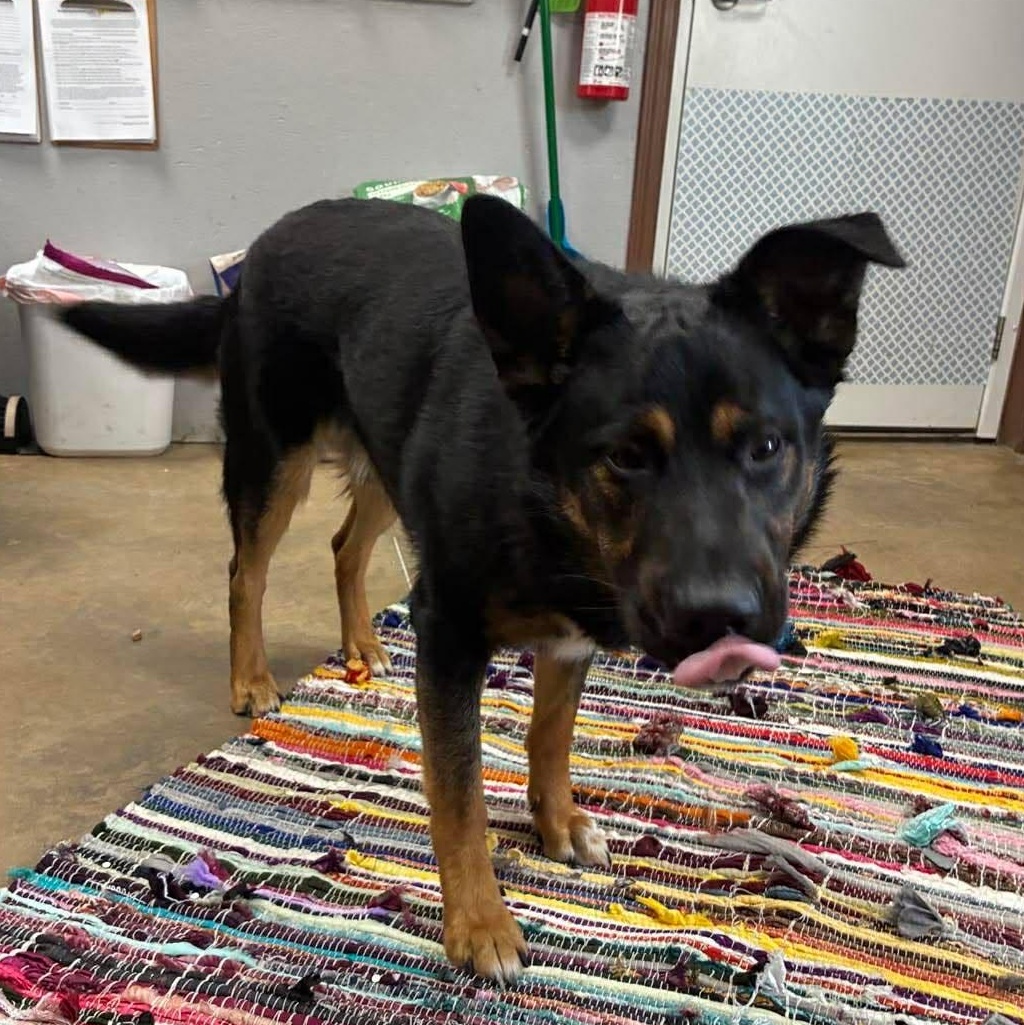 Roscoe, an adopted mixed breed in Petersburg, IL image 4/6