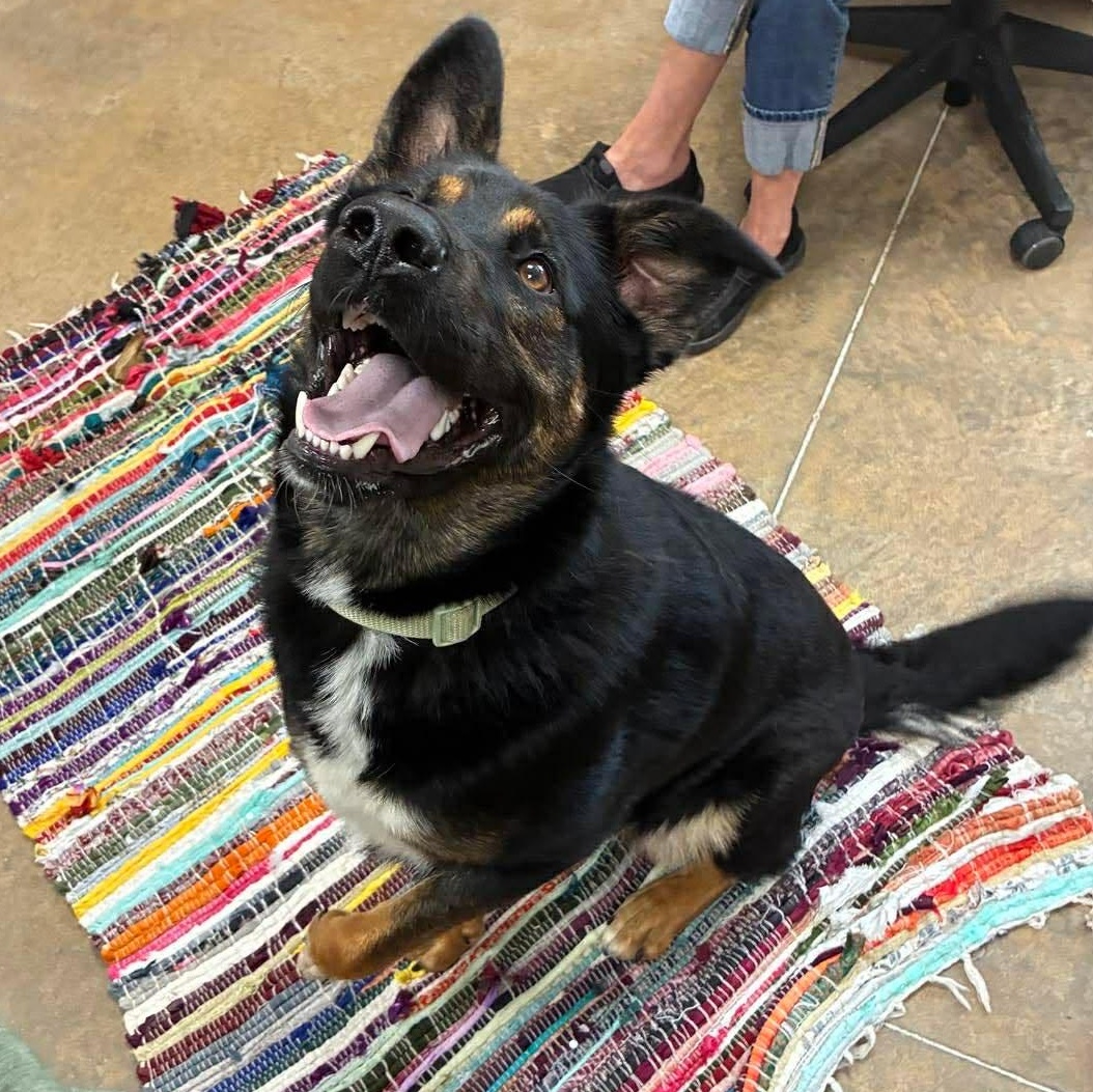Roscoe, an adopted mixed breed in Petersburg, IL image 5/6