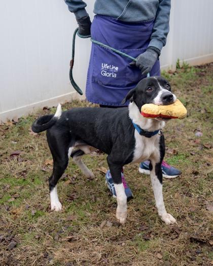 Enlarge Dooley, a Adoptable Mixed Breed in Chamblee, GA image 1/3