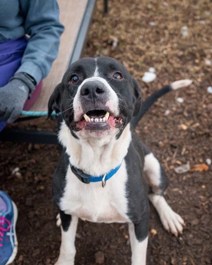 Dooley, a Adoptable Mixed Breed in Chamblee, GA image 1/3