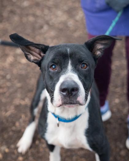 Dooley, a Adoptable Mixed Breed in Chamblee, GA image 2/3