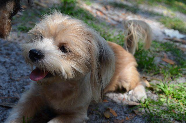 Parker, Adoptable, Young Male Terrier & Terrier.