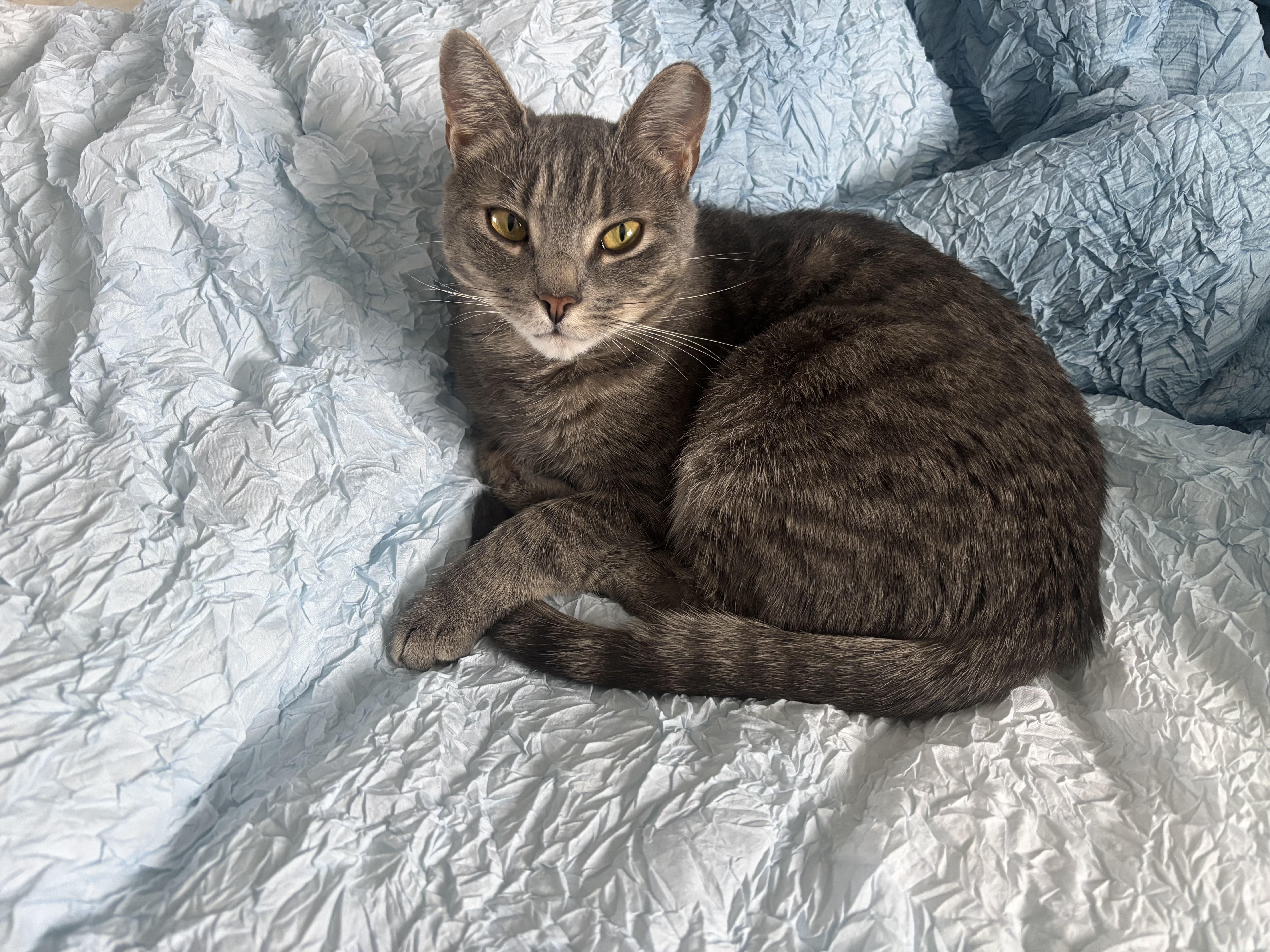 Enlarge Ghost, a ADOPTABLE Domestic Short Hair in Warminster, PA image 4/6