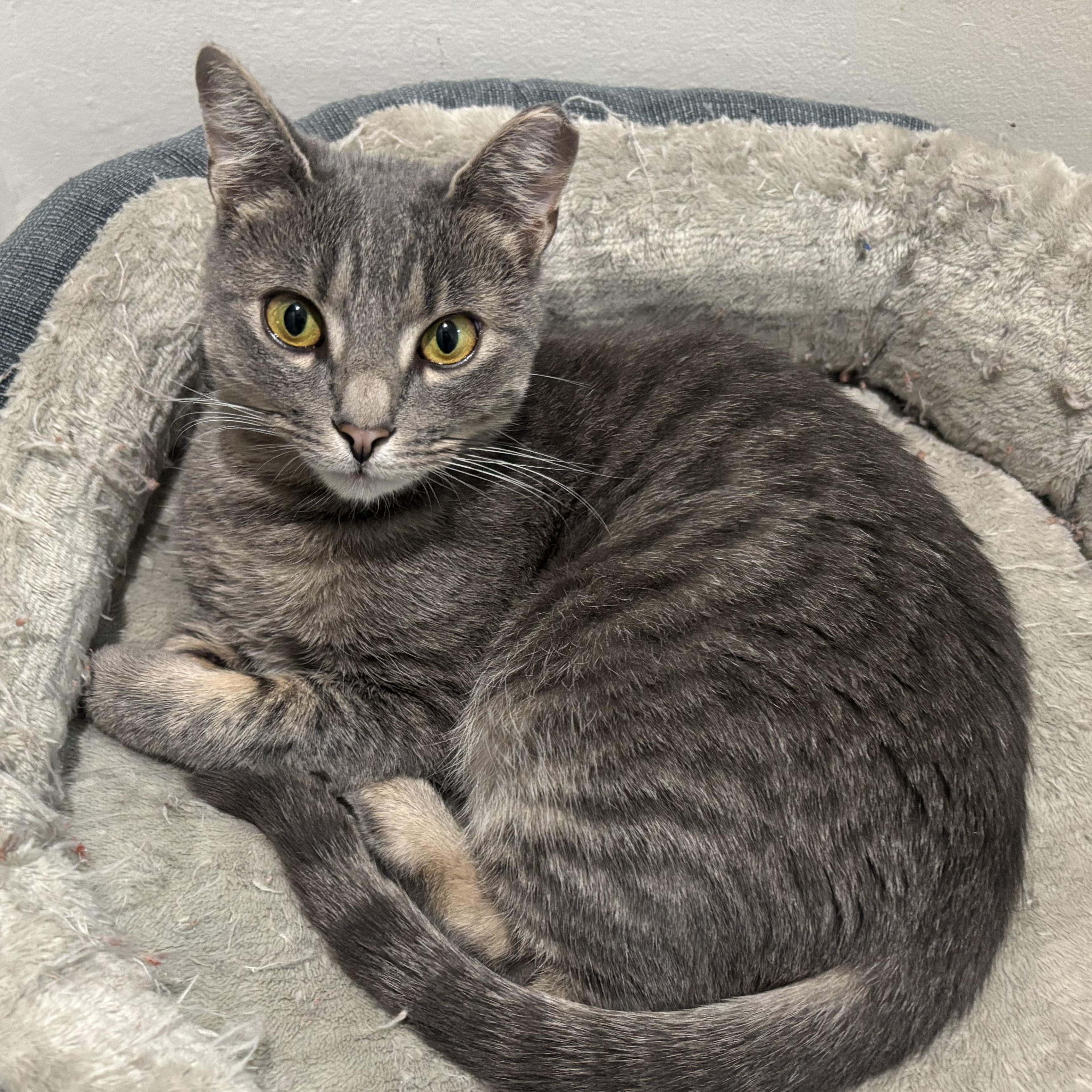 Ghost, ADOPTABLE, Young Female Domestic Short Hair.