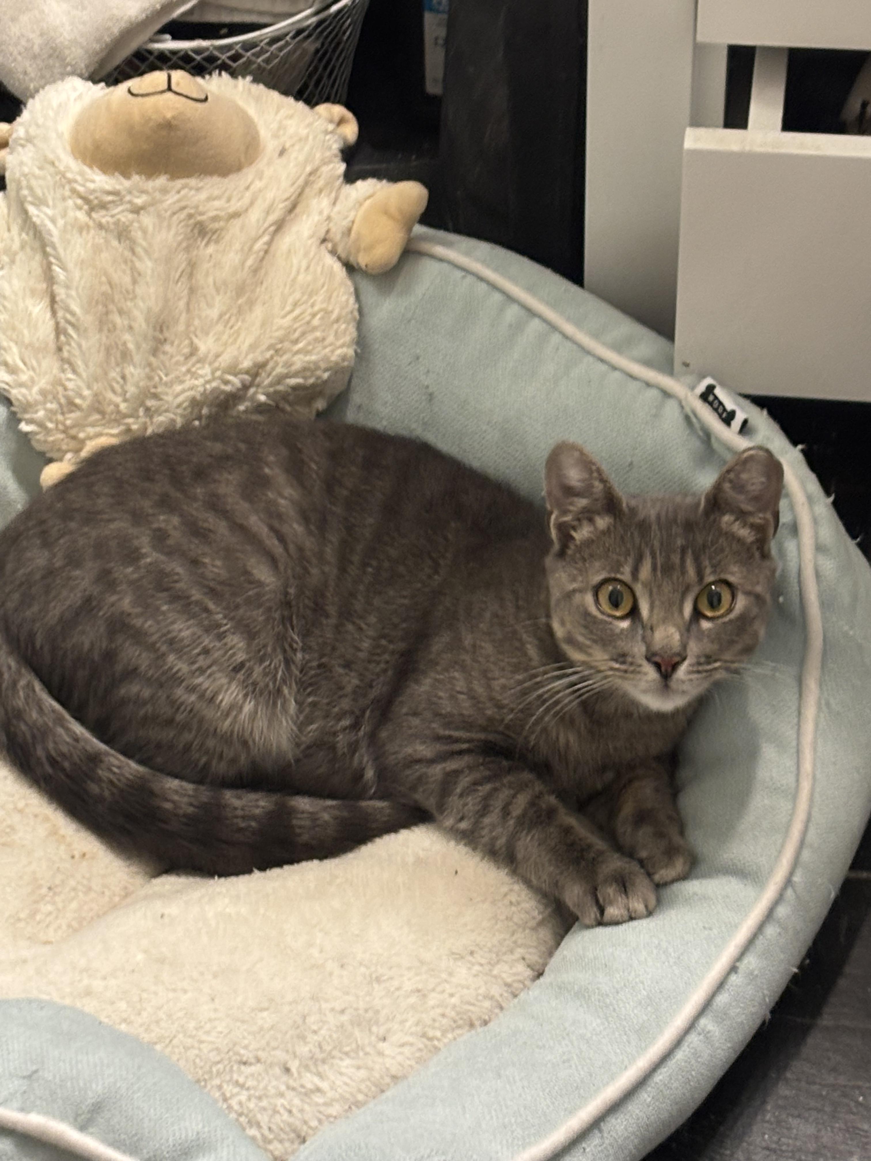 Enlarge Ghost, a ADOPTABLE Domestic Short Hair in Warminster, PA image 2/6