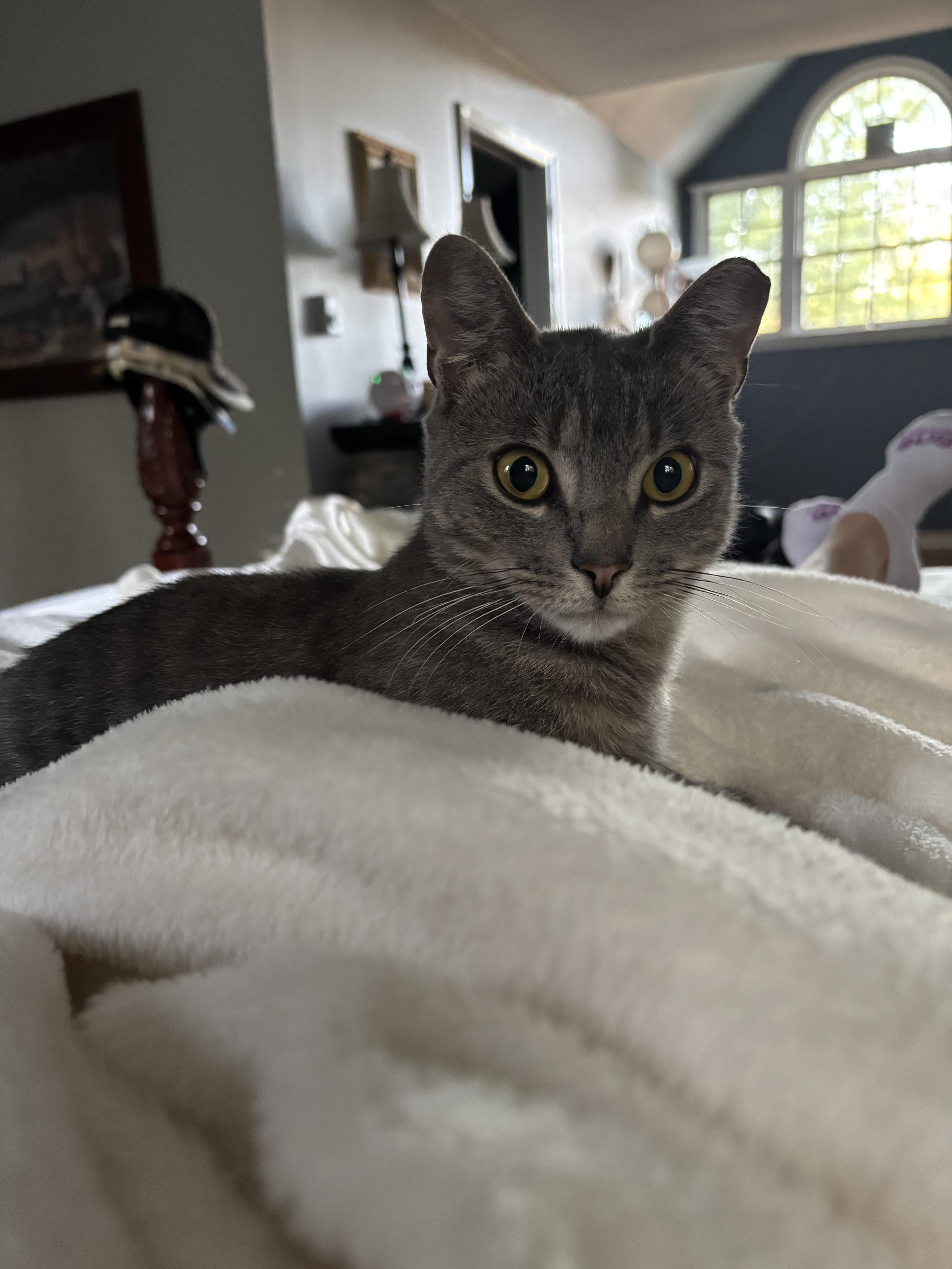 Enlarge Ghost, a ADOPTABLE Domestic Short Hair in Warminster, PA image 3/6