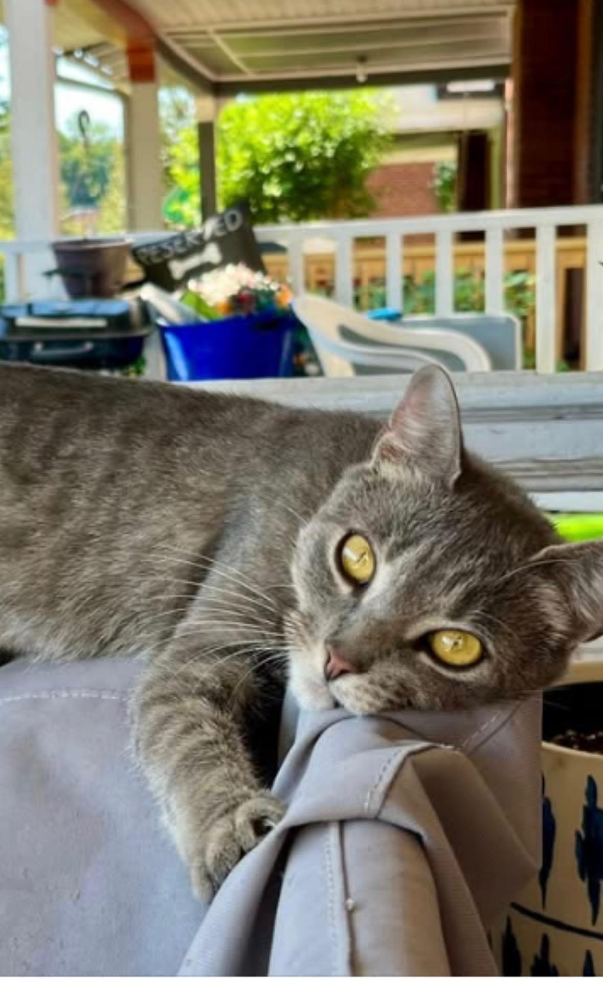 Enlarge Ghost, a ADOPTABLE Domestic Short Hair in Warminster, PA image 6/6