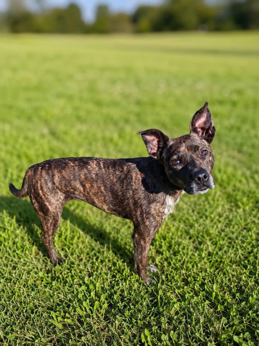 Addie, ADOPTABLE, Adult Female Feist.
