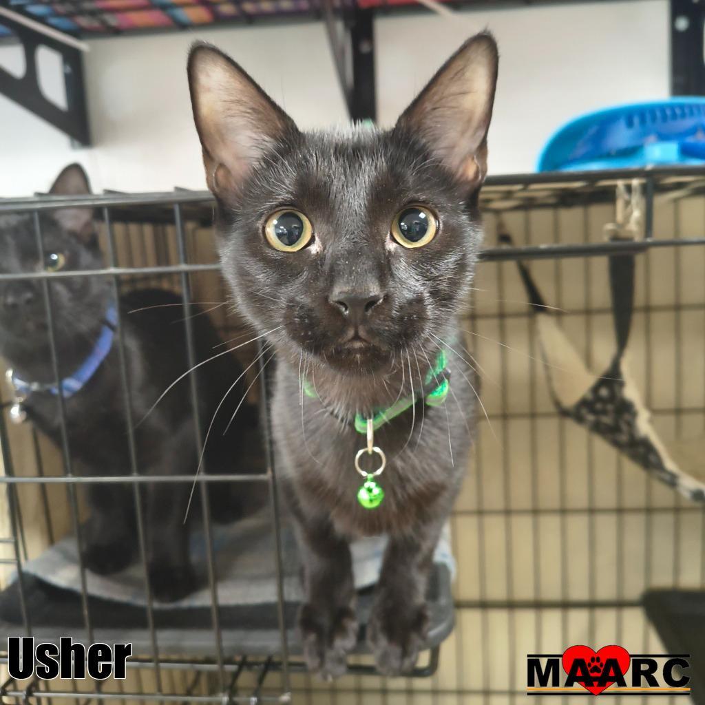 Enlarge Usher, a Adoptable mixed breed in Maryville, TN image 1/2