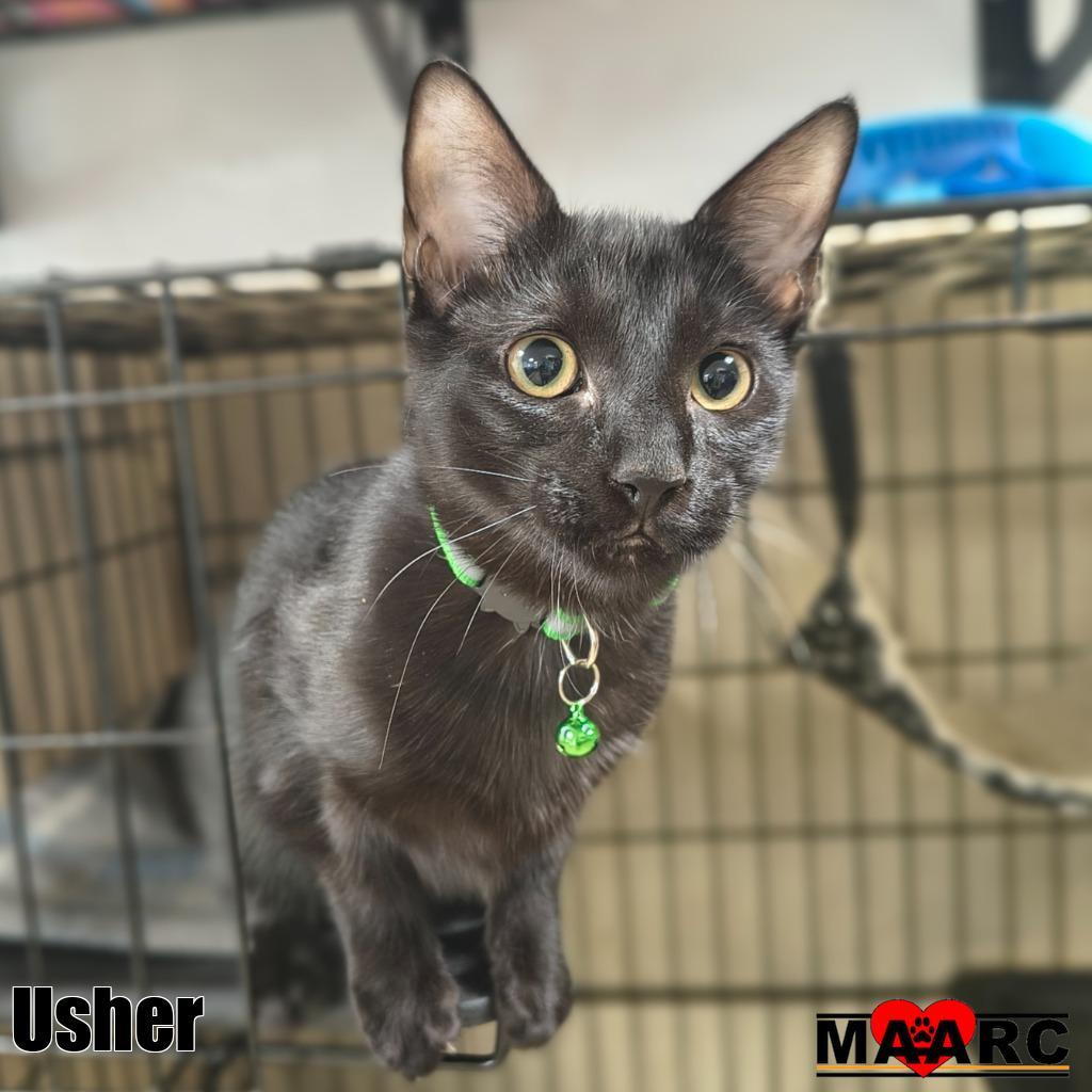 Enlarge Usher, a Adoptable mixed breed in Maryville, TN image 2/2