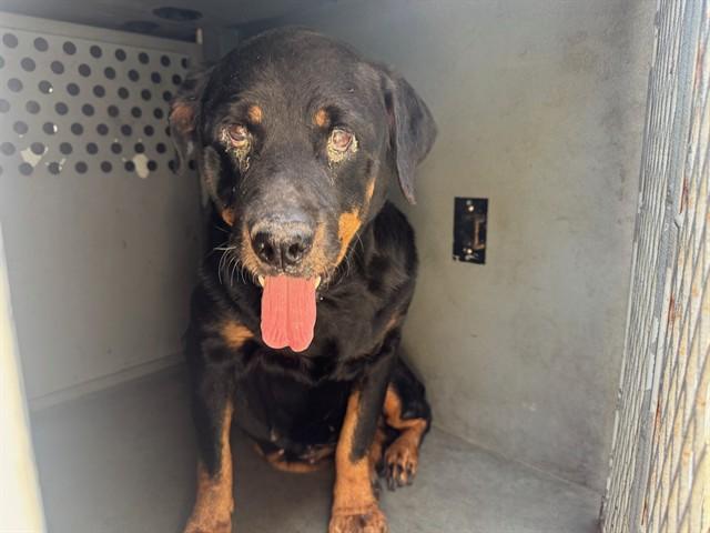 BERLIN, Adoptable, Senior Female Rottweiler & Mixed Breed.