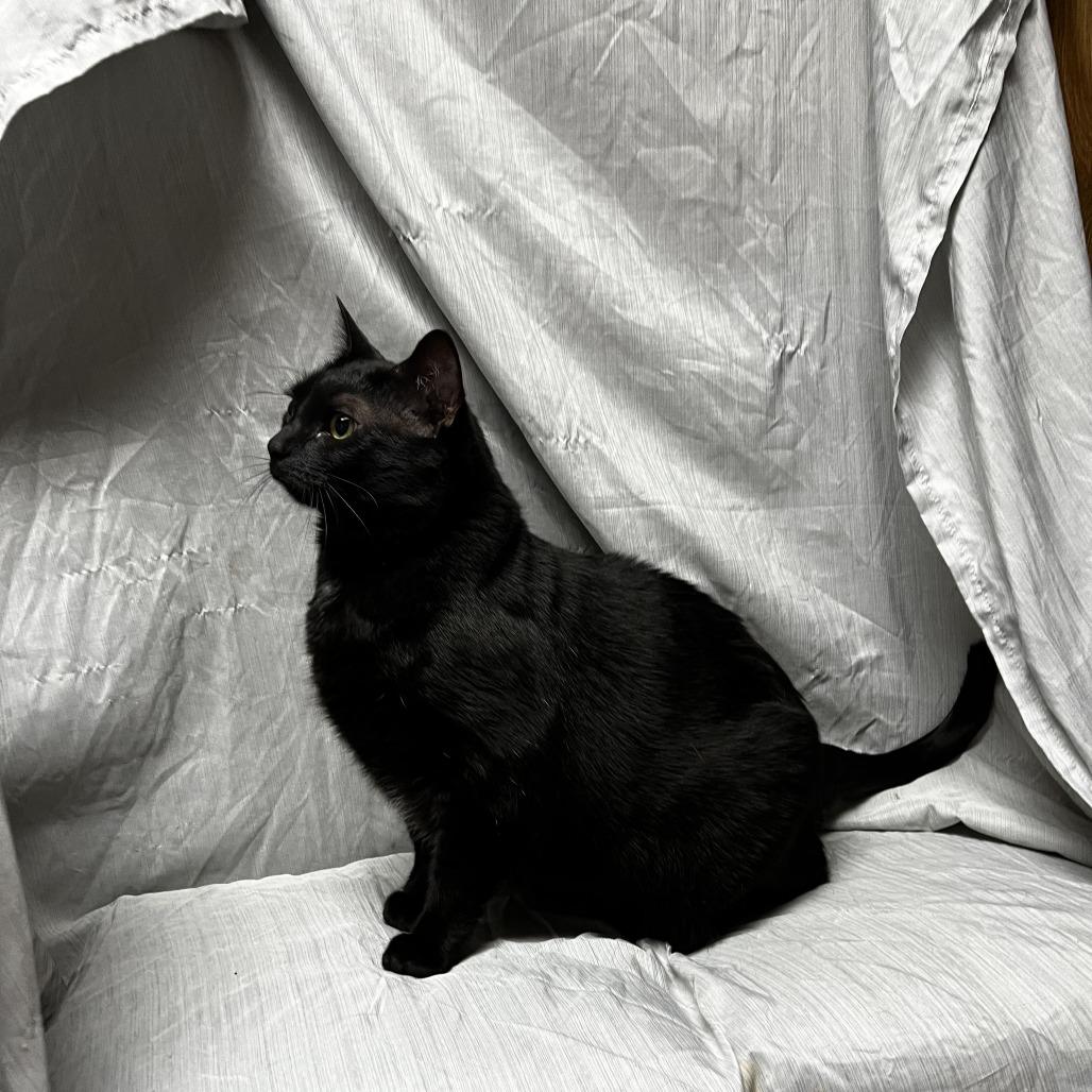 Pumpkin, Adoptable, Adult Female Domestic Short Hair.