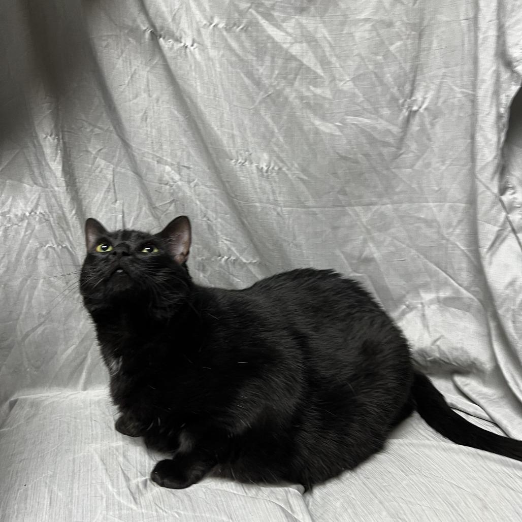 Enlarge Pumpkin, a Adoptable Domestic Short Hair in Raleigh, NC image 2/3