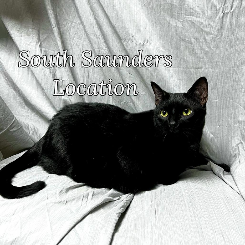 Enlarge Pumpkin, a Adoptable Domestic Short Hair in Raleigh, NC image 3/3