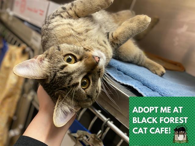 Enlarge CAM, a Adoptable Domestic Short Hair in Fort Wayne, IN image 1/1