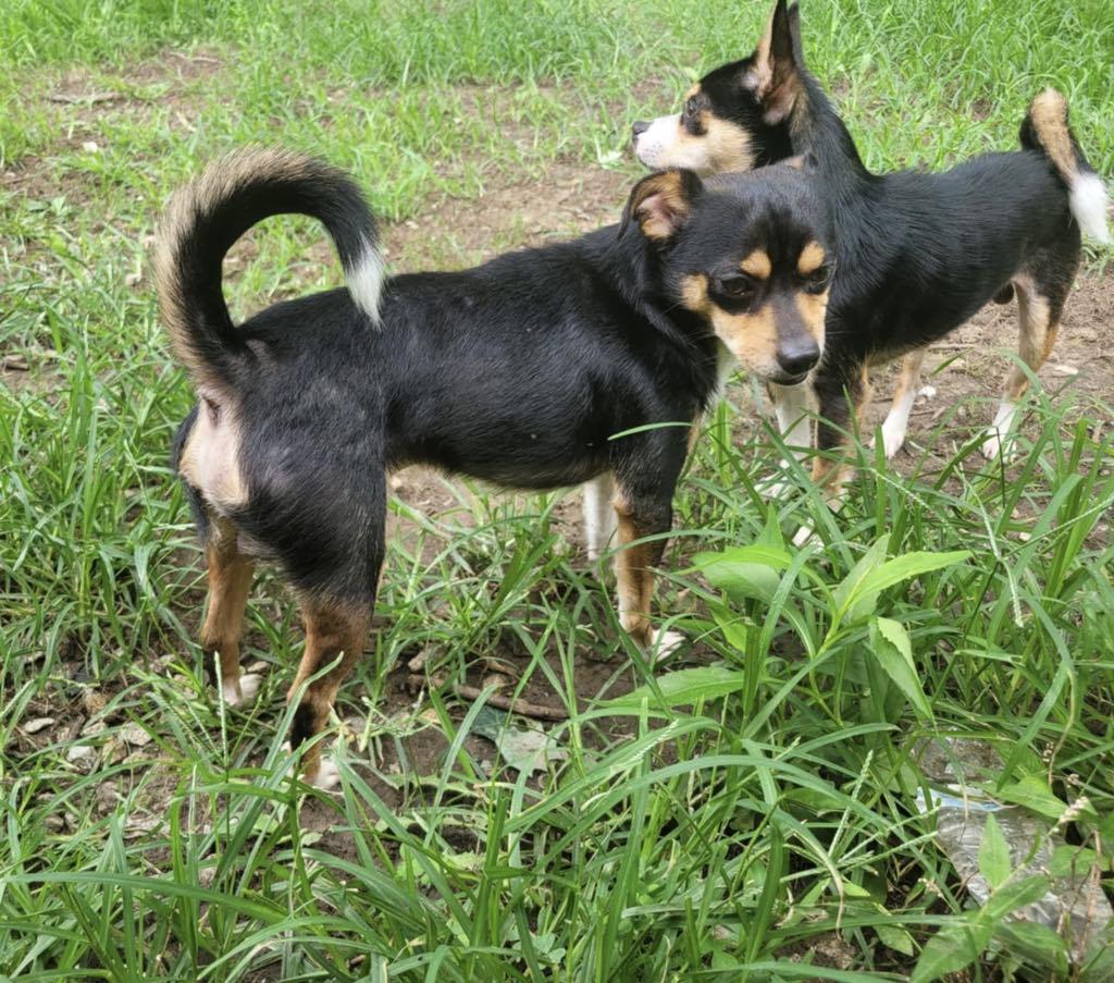 Milo and Kodak, a Adopted mixed breed in Springfield, IL image 1/4