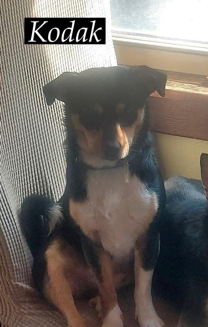 Milo and Kodak, a Adopted mixed breed in Springfield, IL image 2/4