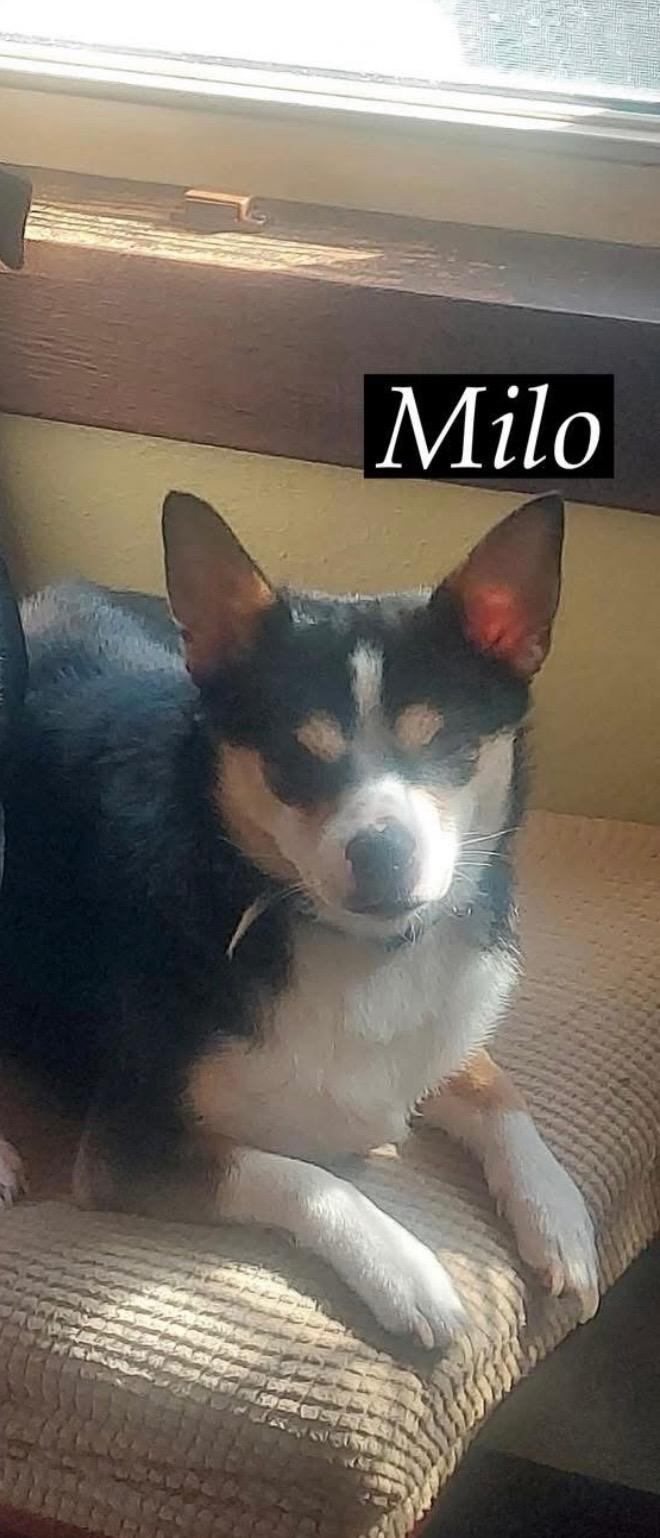 Milo and Kodak, a Adopted mixed breed in Springfield, IL image 3/4