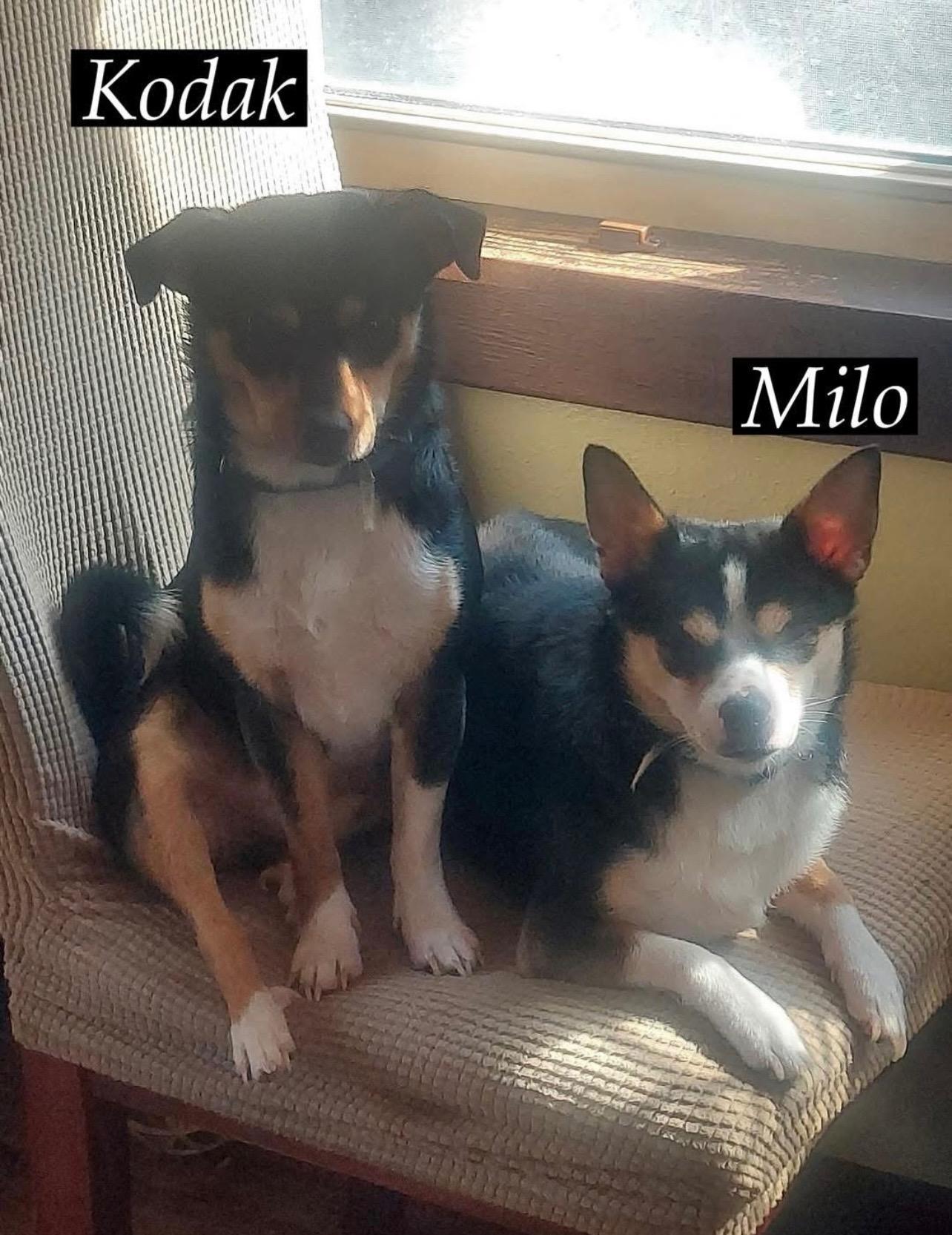 Milo and Kodak, a Adopted mixed breed in Springfield, IL image 4/4