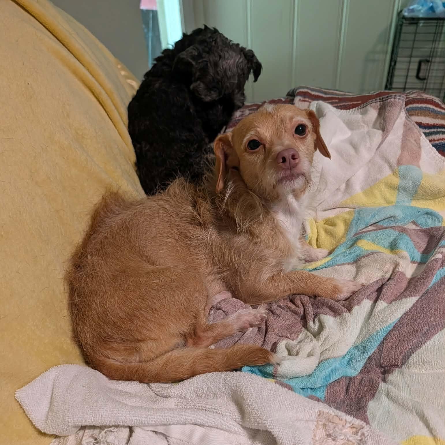 Enlarge Lulu, a Adoptable Mixed Breed in Hopkinton, MA image 5/6