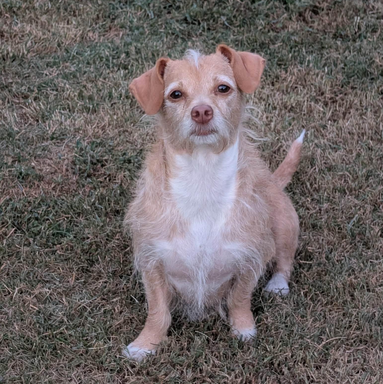 Enlarge Lulu, a Adoptable Mixed Breed in Hopkinton, MA image 1/6