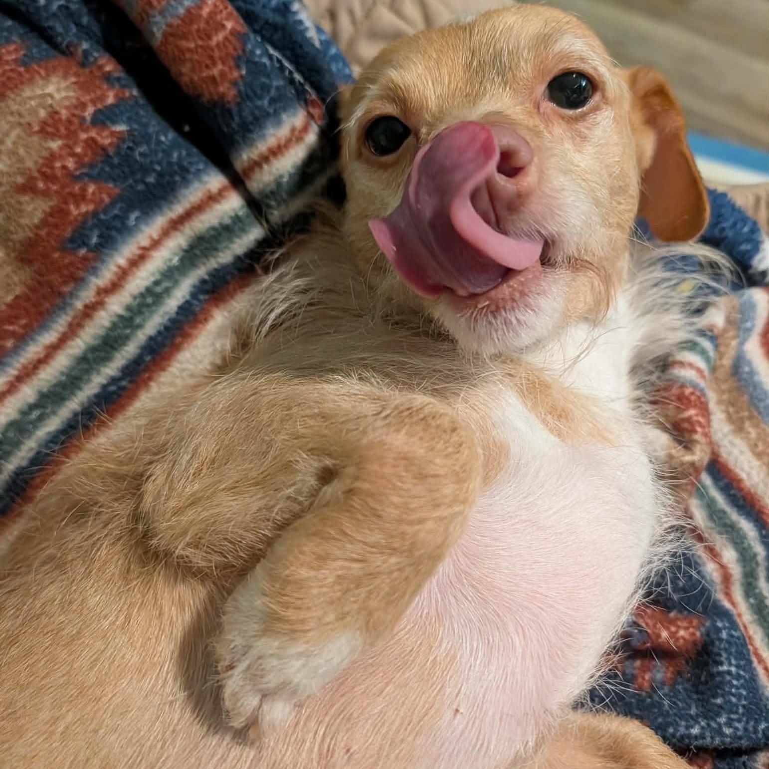 Enlarge Lulu, a Adoptable Mixed Breed in Hopkinton, MA image 4/6