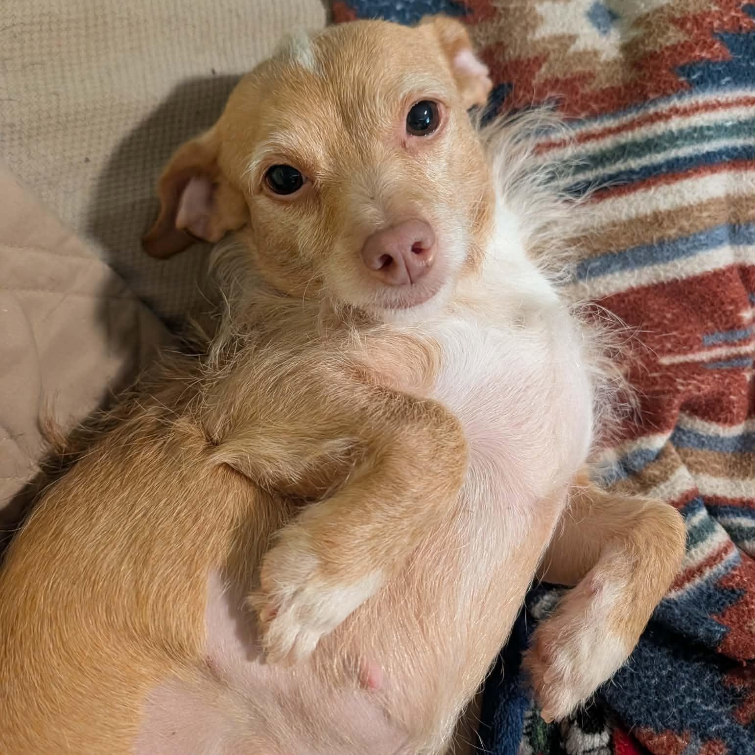 Enlarge Lulu, a Adoptable Mixed Breed in Hopkinton, MA image 3/6