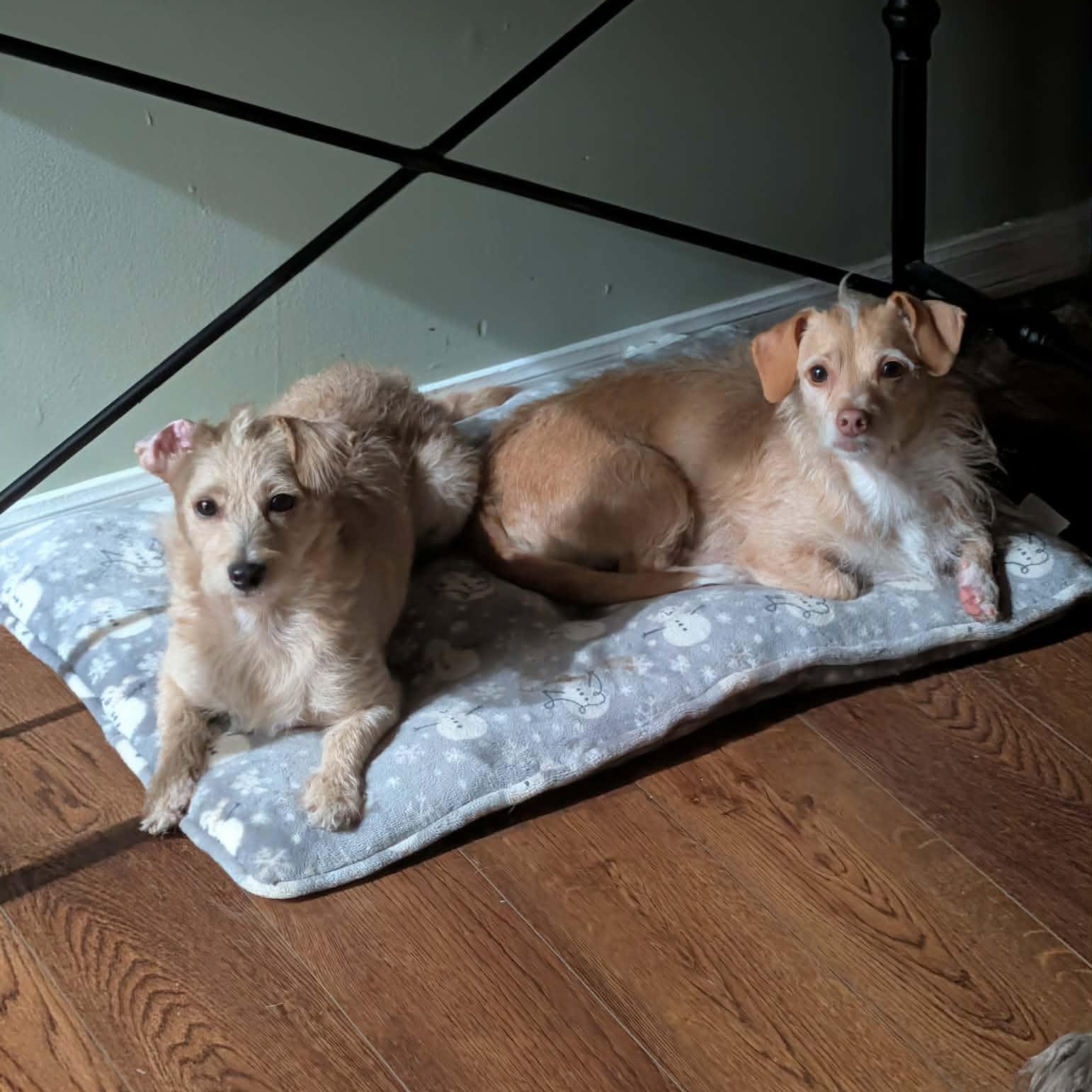 Enlarge Lulu, a Adoptable Mixed Breed in Hopkinton, MA image 6/6