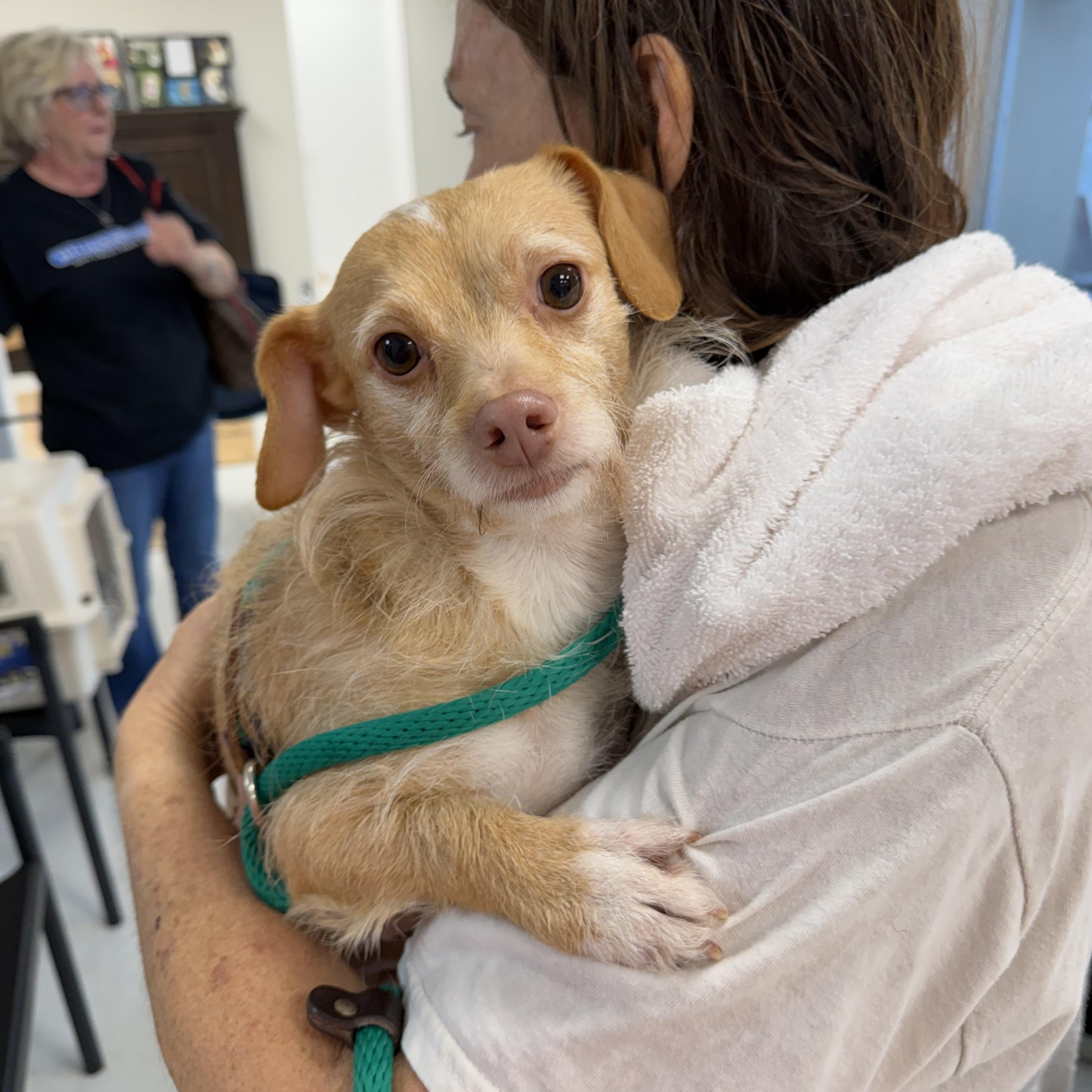 Enlarge Lulu, a Adoptable Mixed Breed in Hopkinton, MA image 2/6