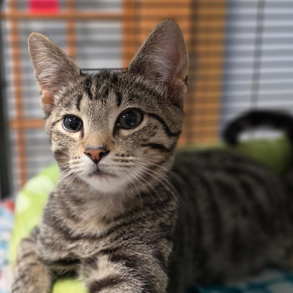 Neville, Adoptable, Kitten Male Domestic Short Hair.