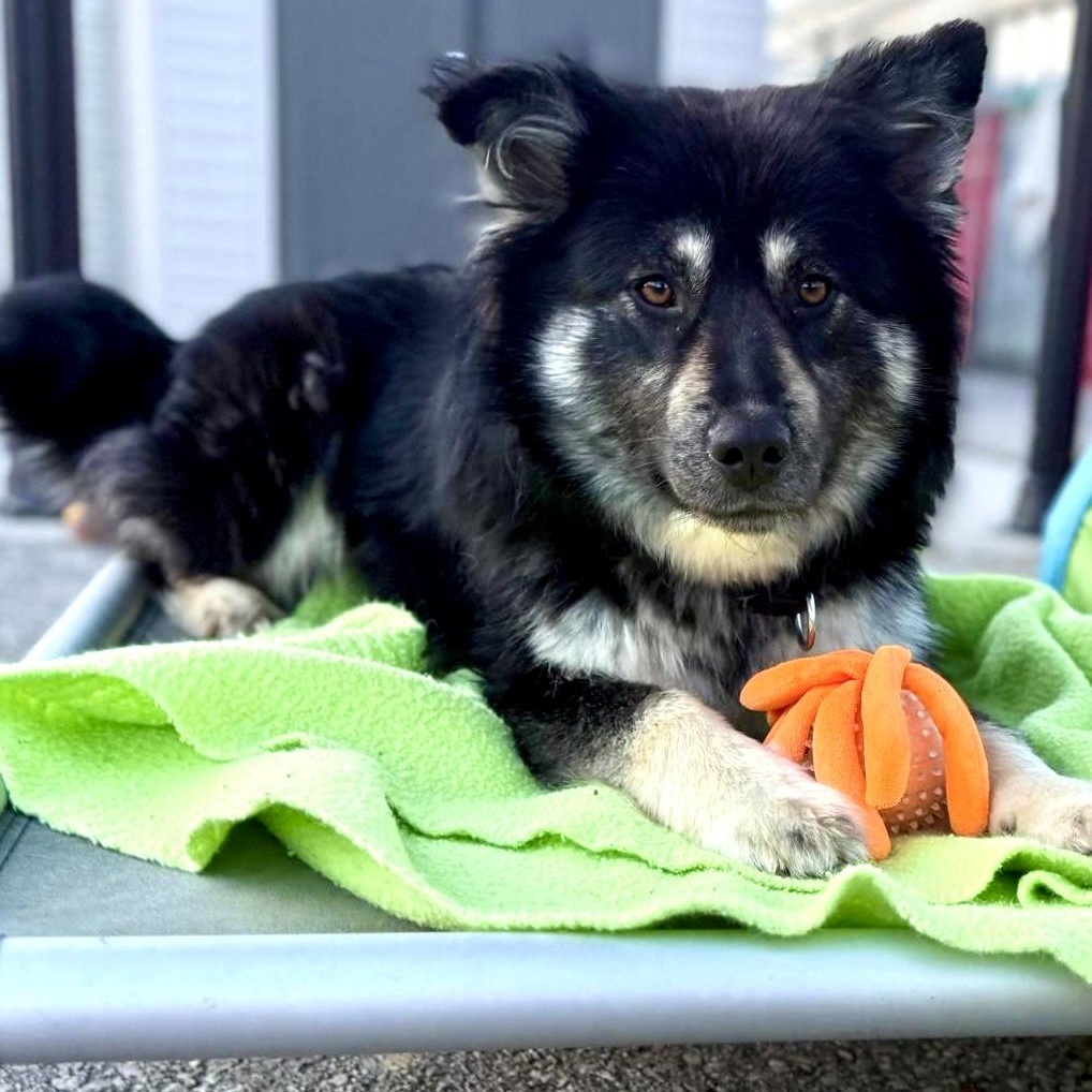Enlarge ROXI, an adopted mixed breed in Toronto, ON image 3/4