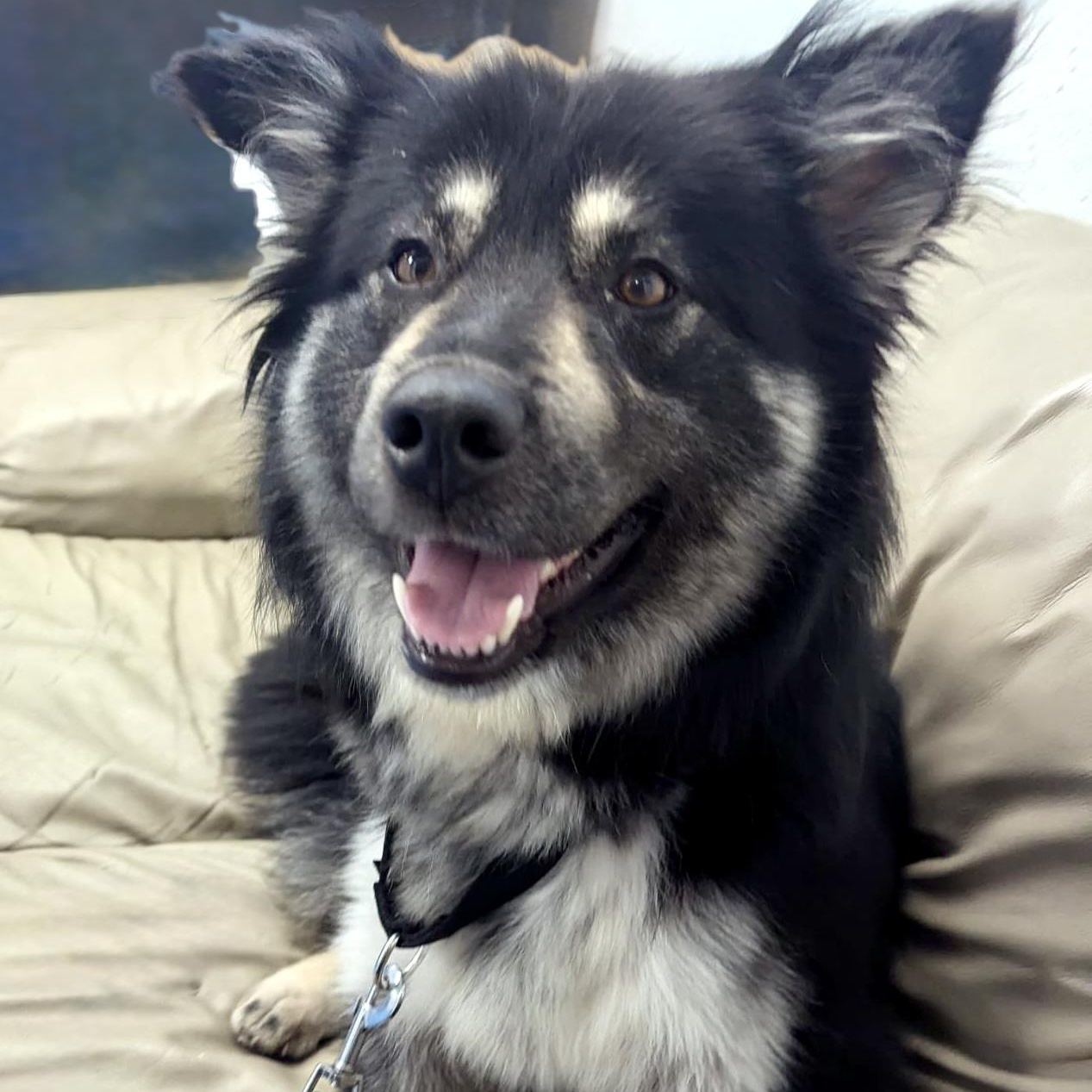 Enlarge ROXI, an adopted mixed breed in Toronto, ON image 2/4