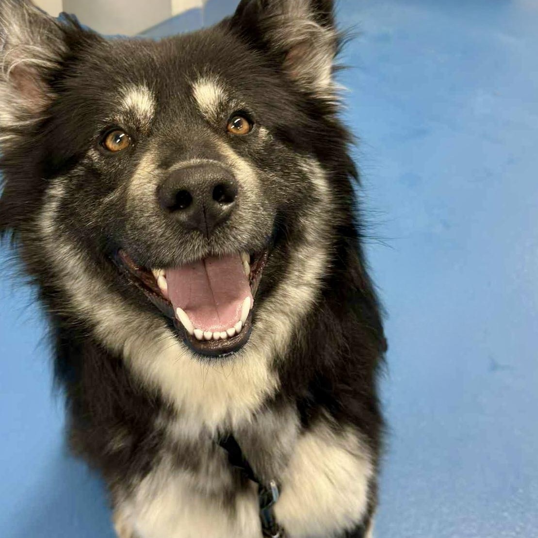 Enlarge ROXI, an adopted mixed breed in Toronto, ON image 1/4