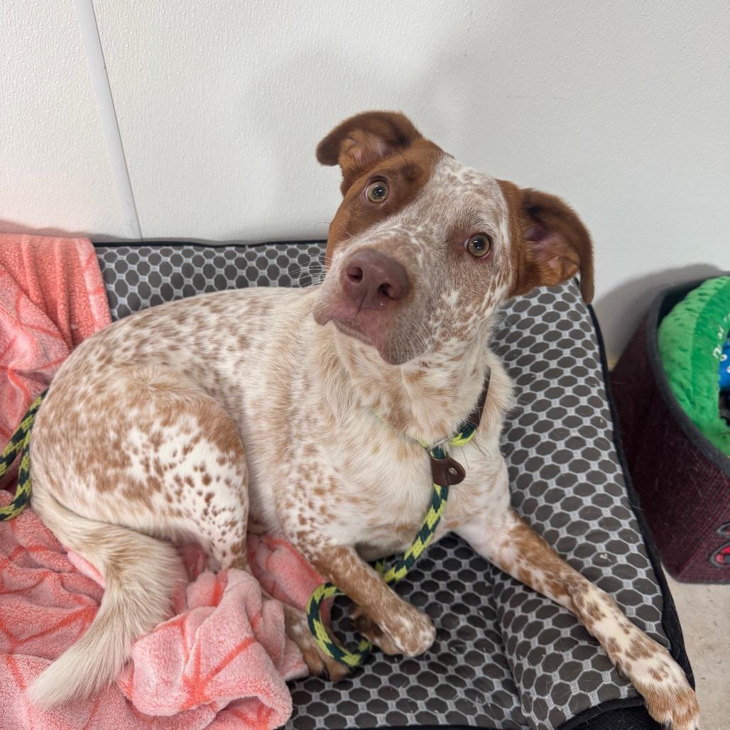 Ryker, Adoptable, Adult Male Cattle Dog.