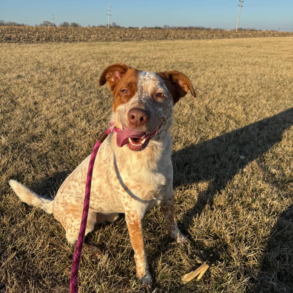 Enlarge Ryker, a Adoptable Cattle Dog in Canton, IL image 2/6