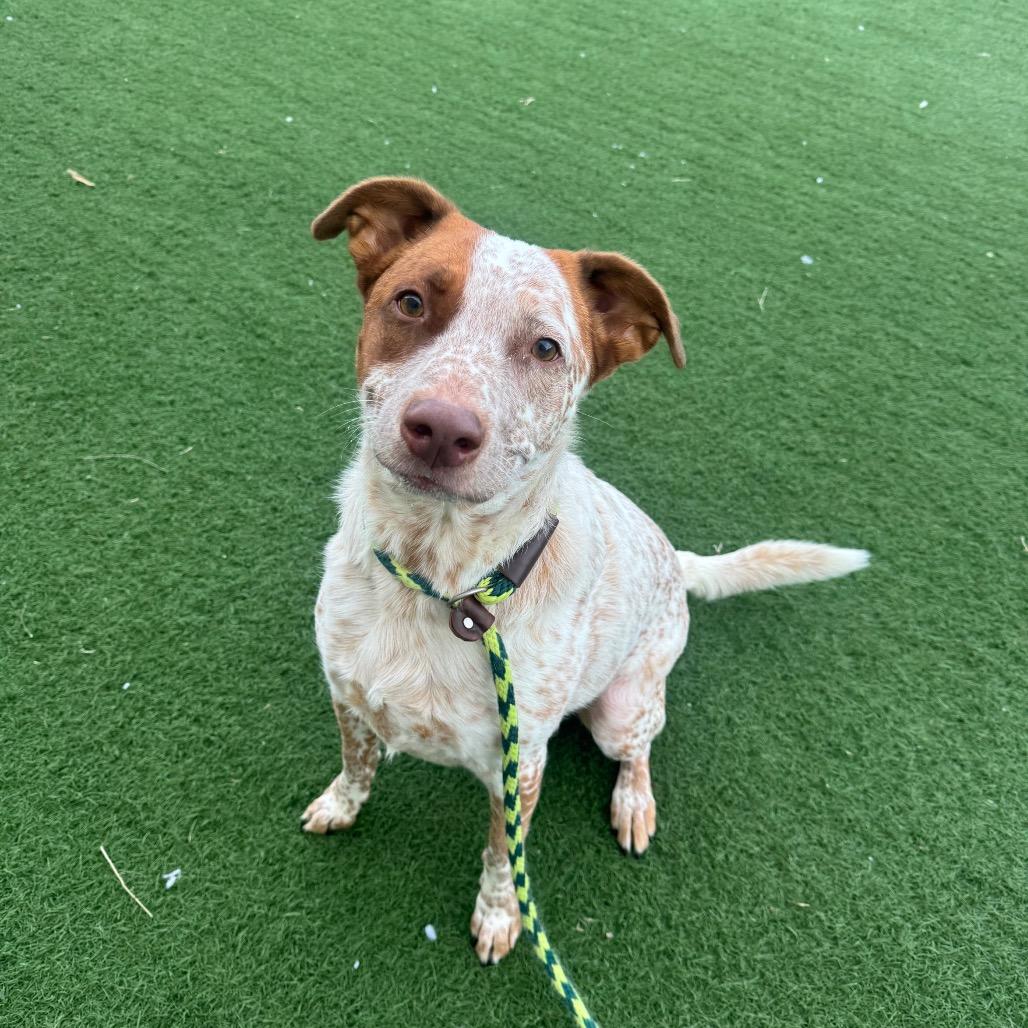 Enlarge Ryker, a Adoptable Cattle Dog in Canton, IL image 2/6