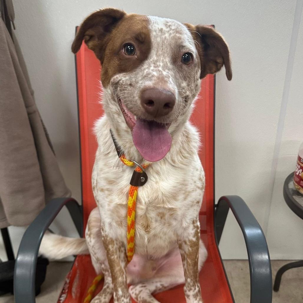 Enlarge Ryker, a Adoptable Cattle Dog in Canton, IL image 3/6
