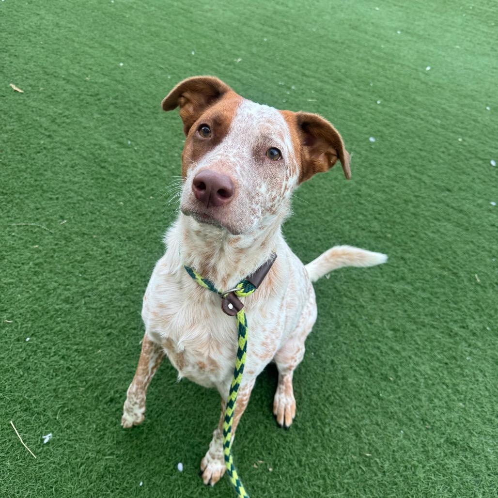 Enlarge Ryker, a Adoptable Cattle Dog in Canton, IL image 3/6