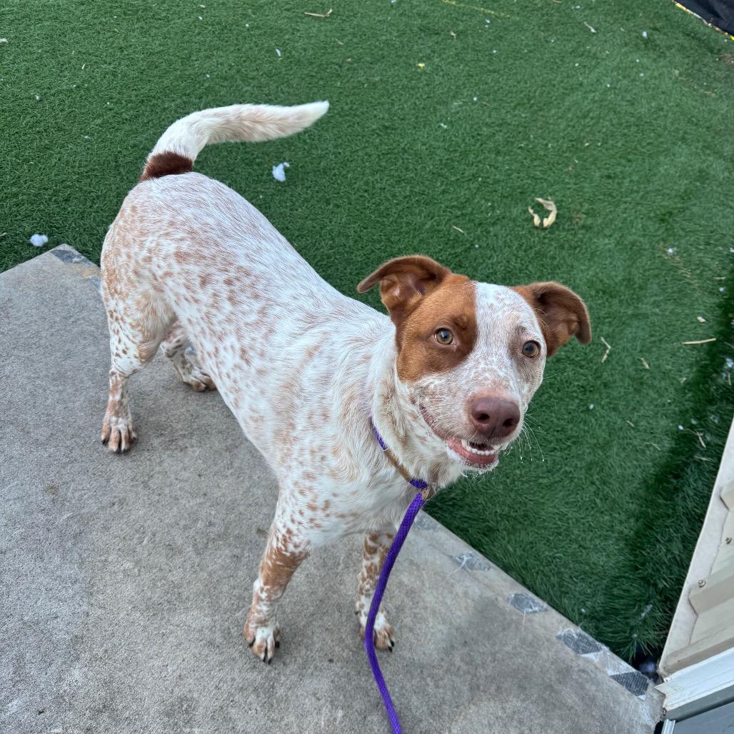 Enlarge Ryker, a Adoptable Cattle Dog in Canton, IL image 6/6