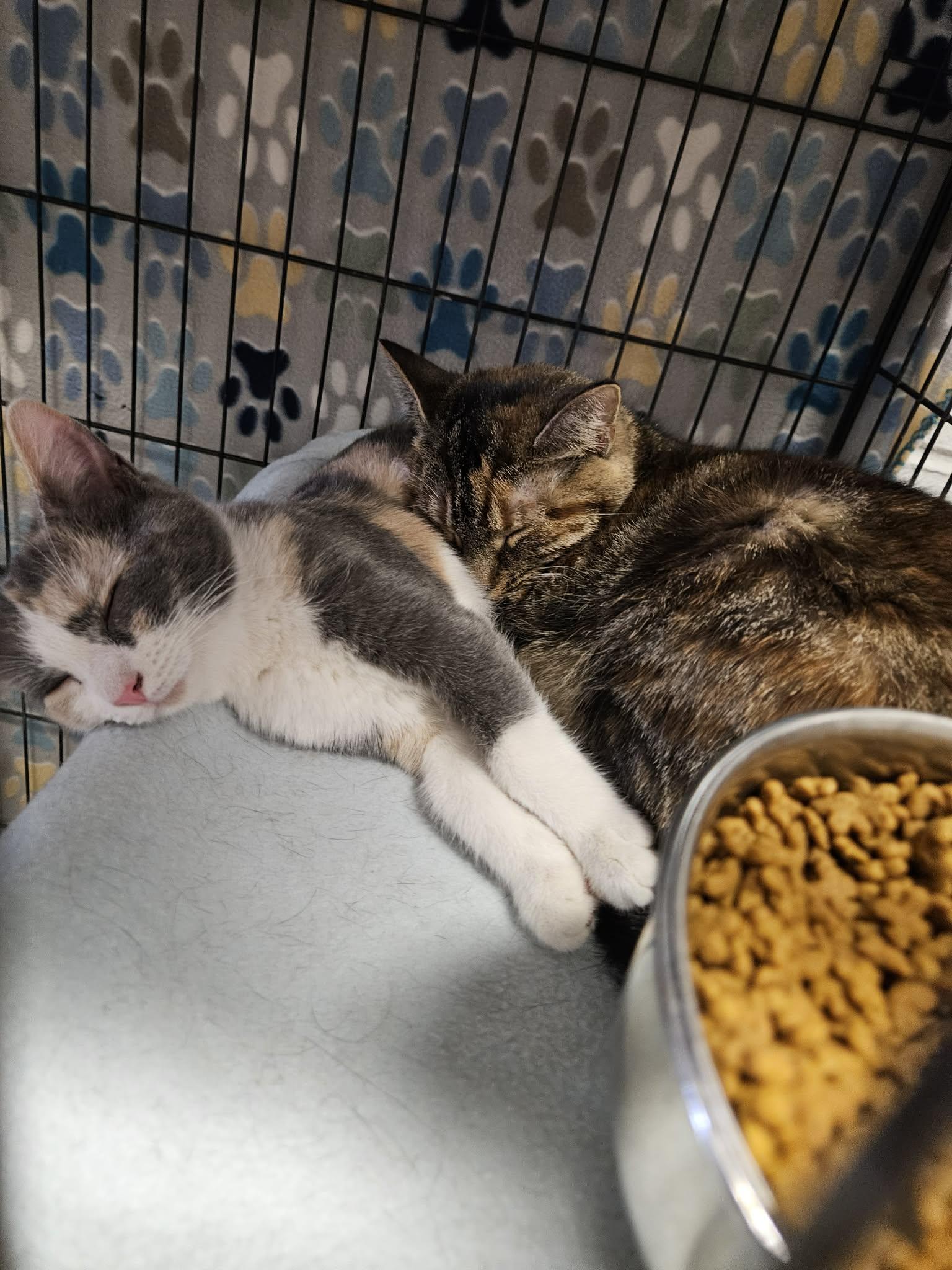 Whip Cream & Tiffany thumbnail 2