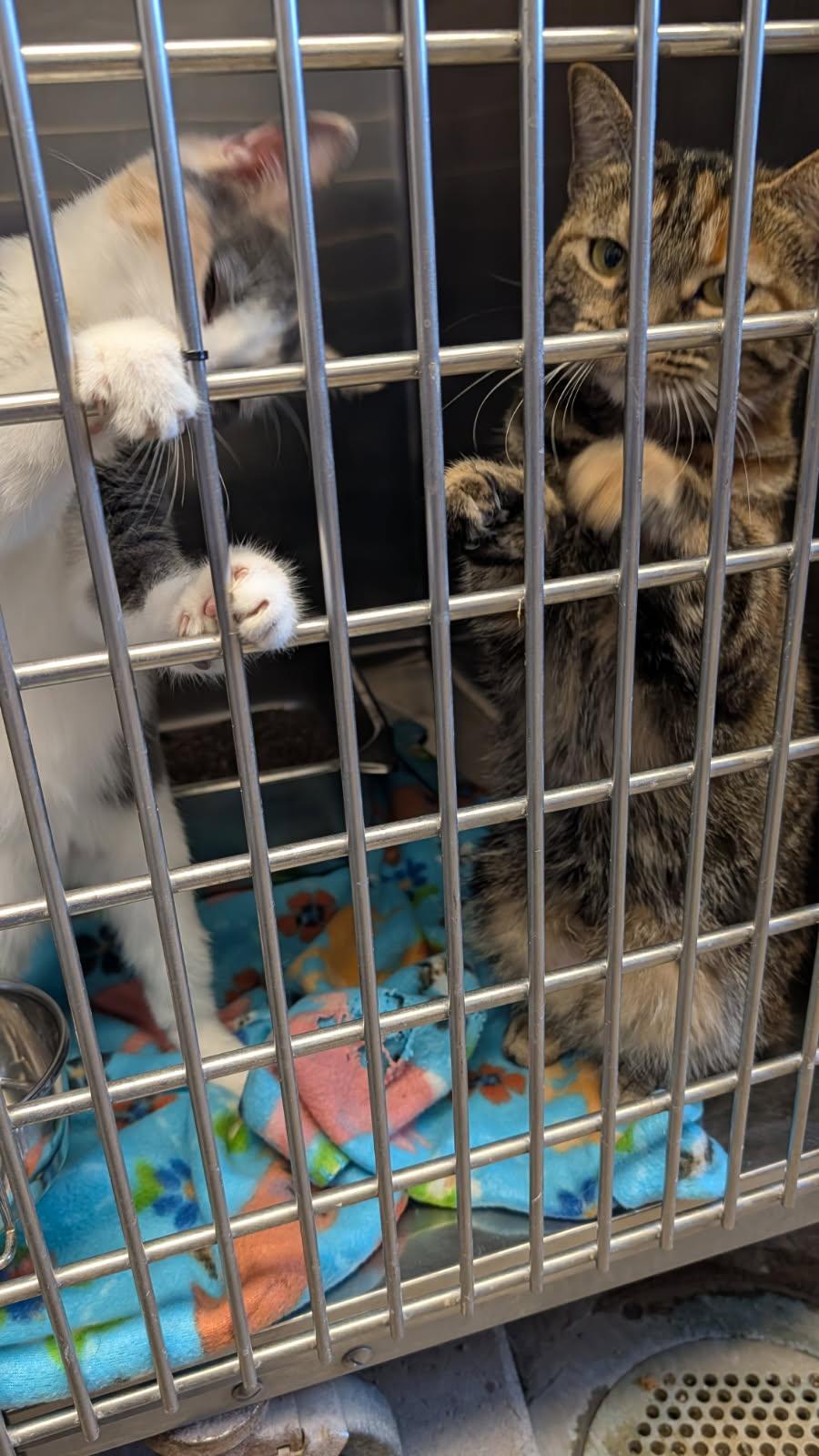 Whip Cream & Tiffany thumbnail 4