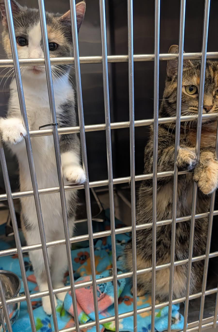 Whip Cream & Tiffany