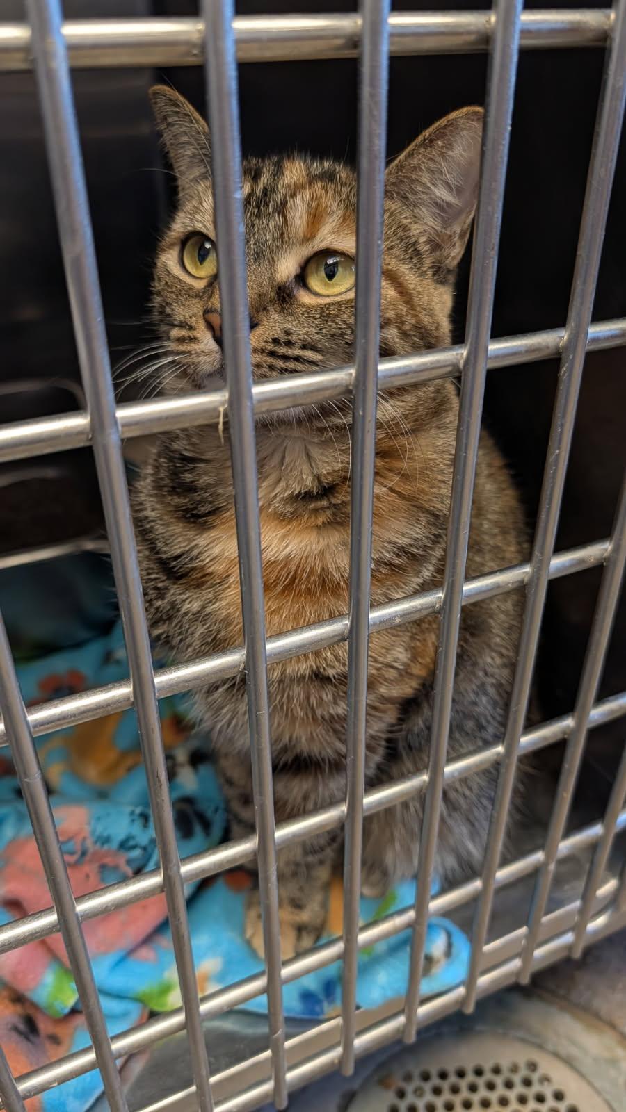 Whip Cream & Tiffany thumbnail 5