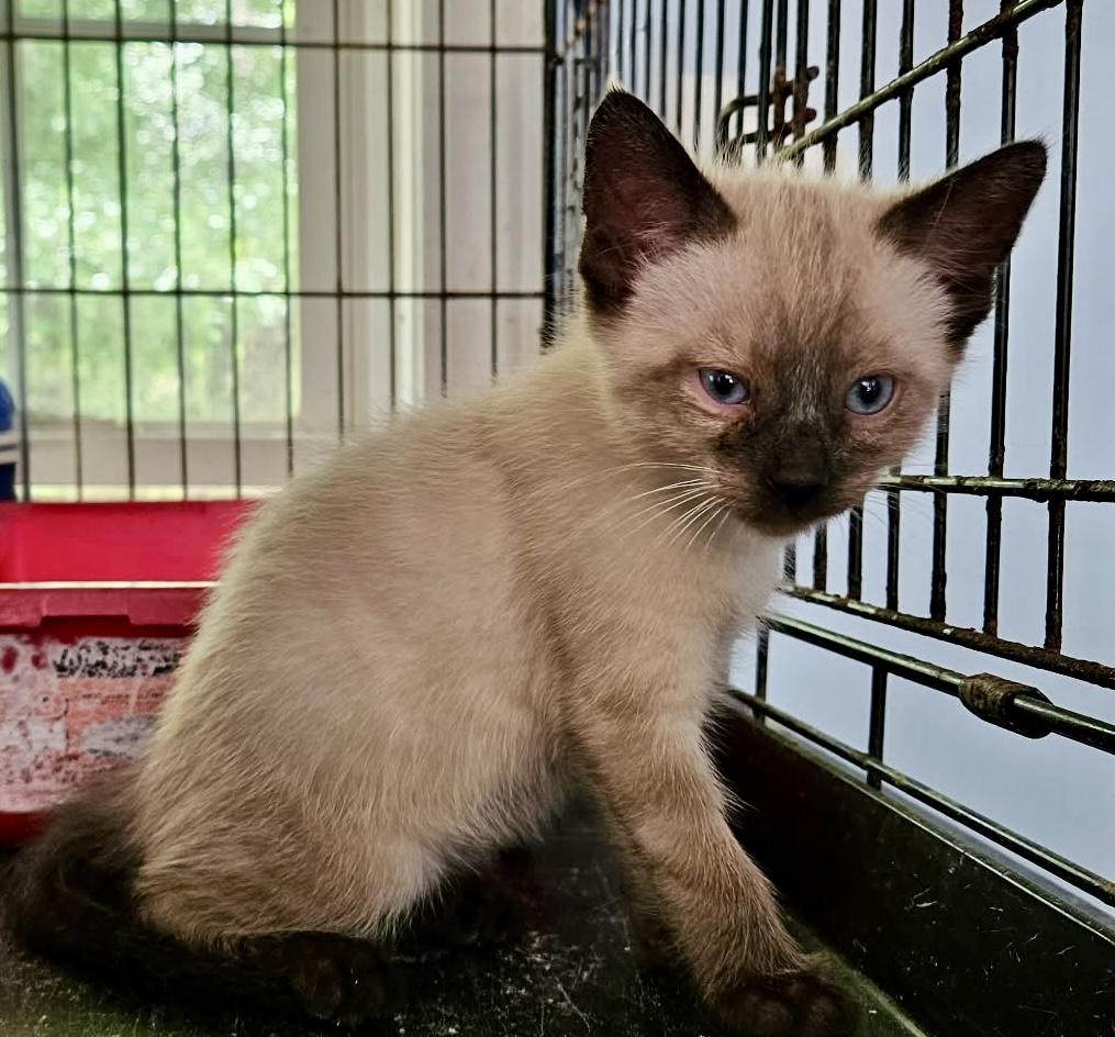 Latte, adopted, Kitten Male Siamese & Domestic Short Hair.