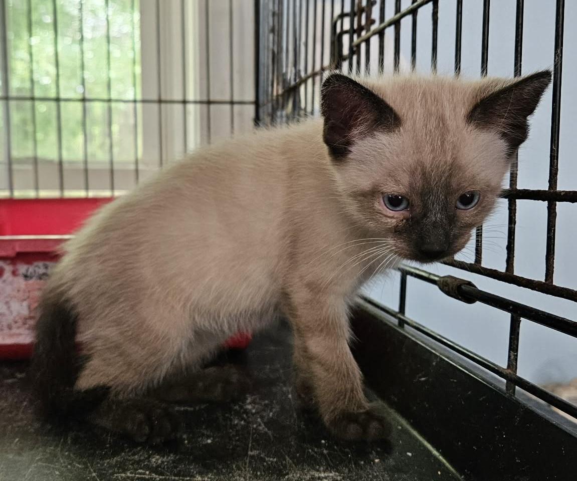 Latte, an adopted mixed breed in Myrtle Beach, SC image 2/4