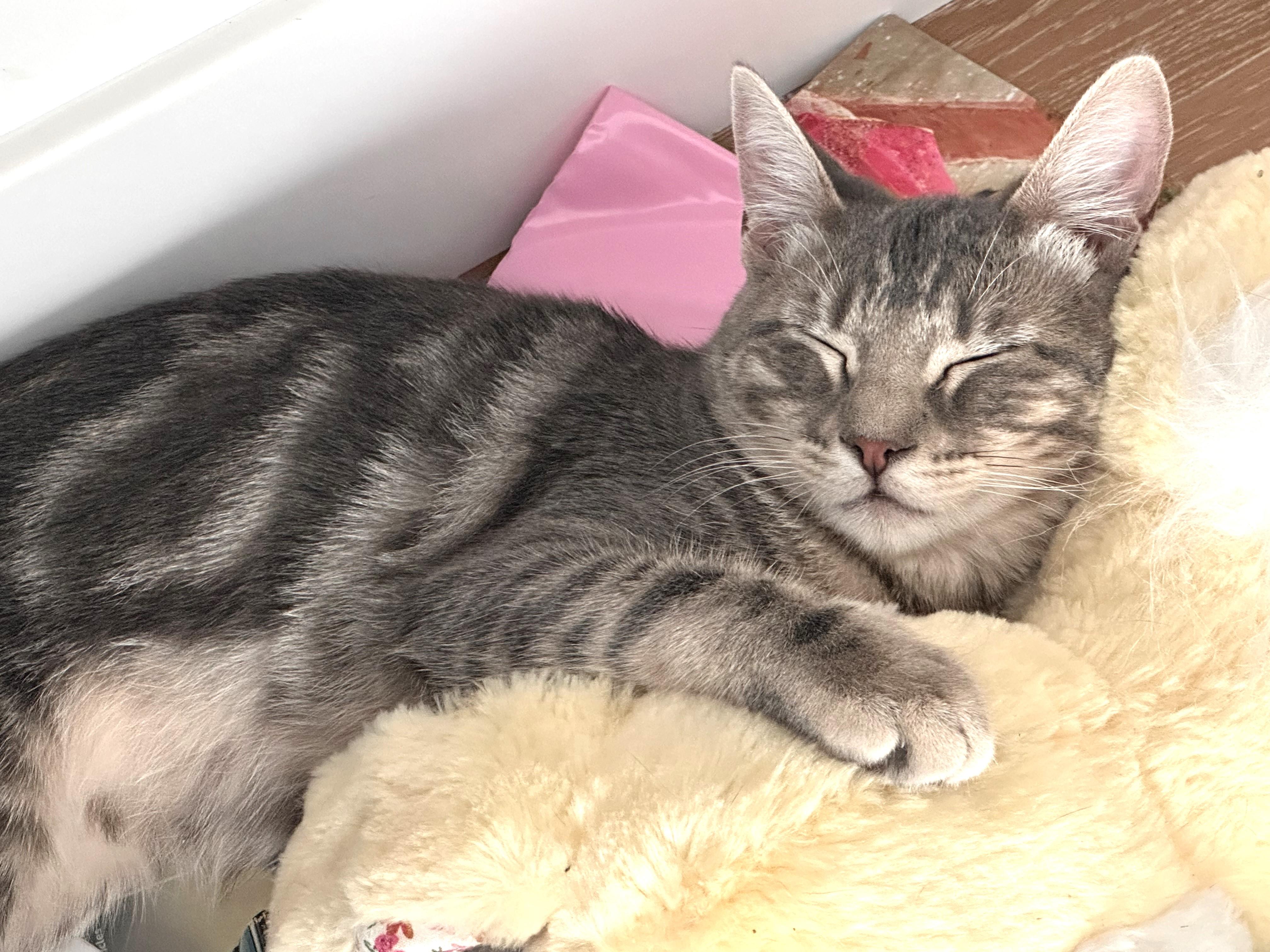 Enlarge Ashley (A141306), a Adopted Tabby in Burbank, CA image 4/5
