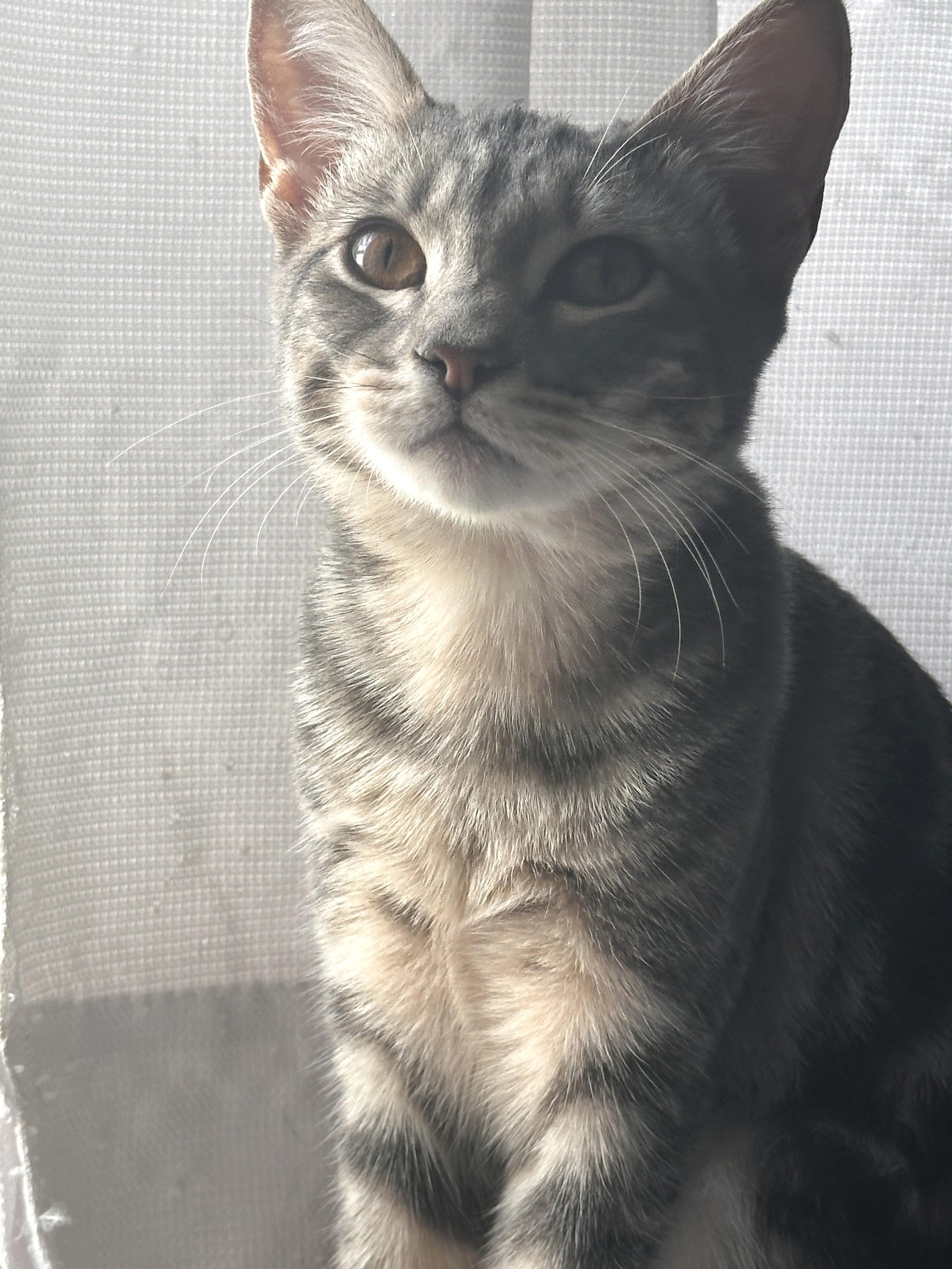 Enlarge Ashley (A141306), a Adopted Tabby in Burbank, CA image 2/5