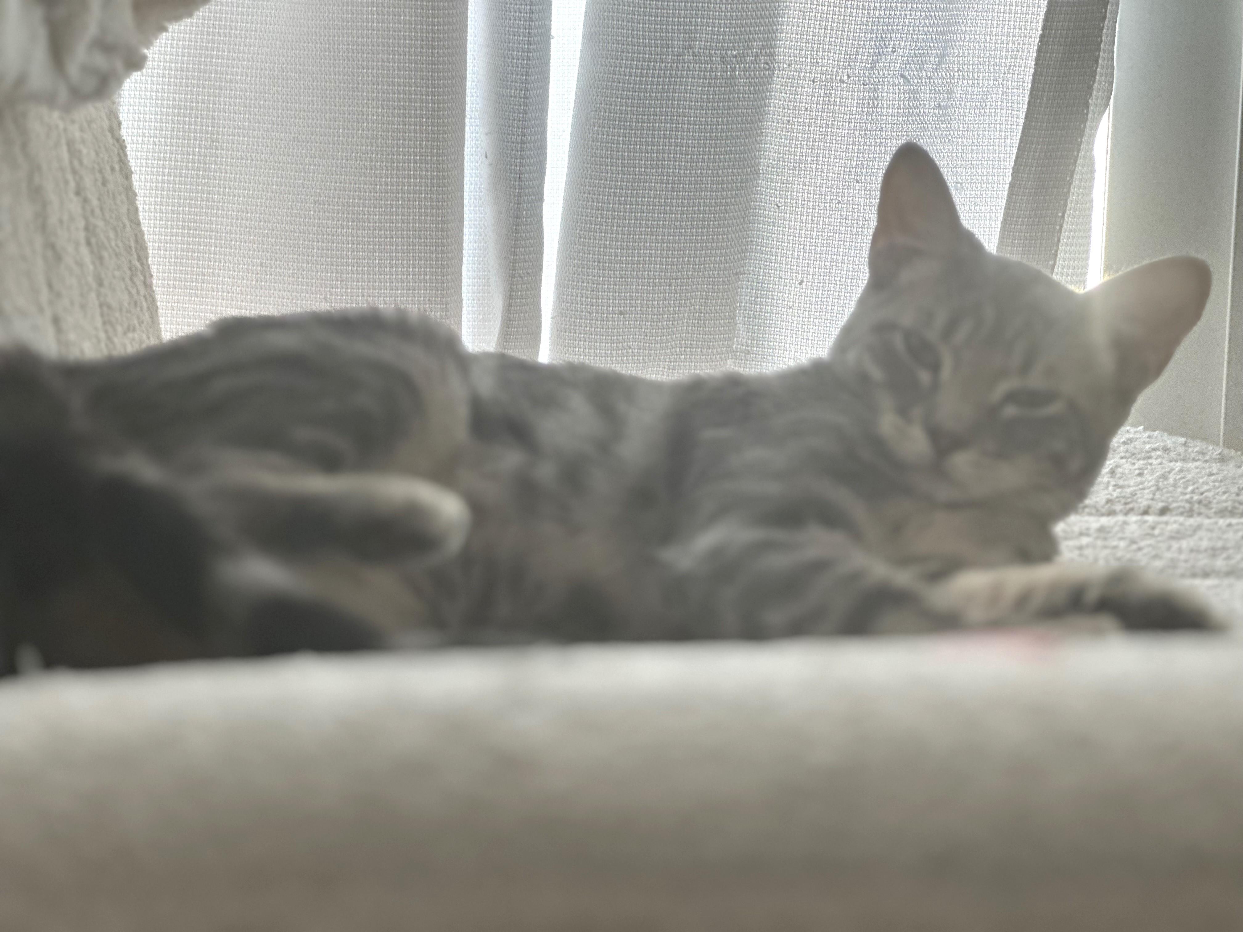 Enlarge Ashley (A141306), a Adopted Tabby in Burbank, CA image 3/5