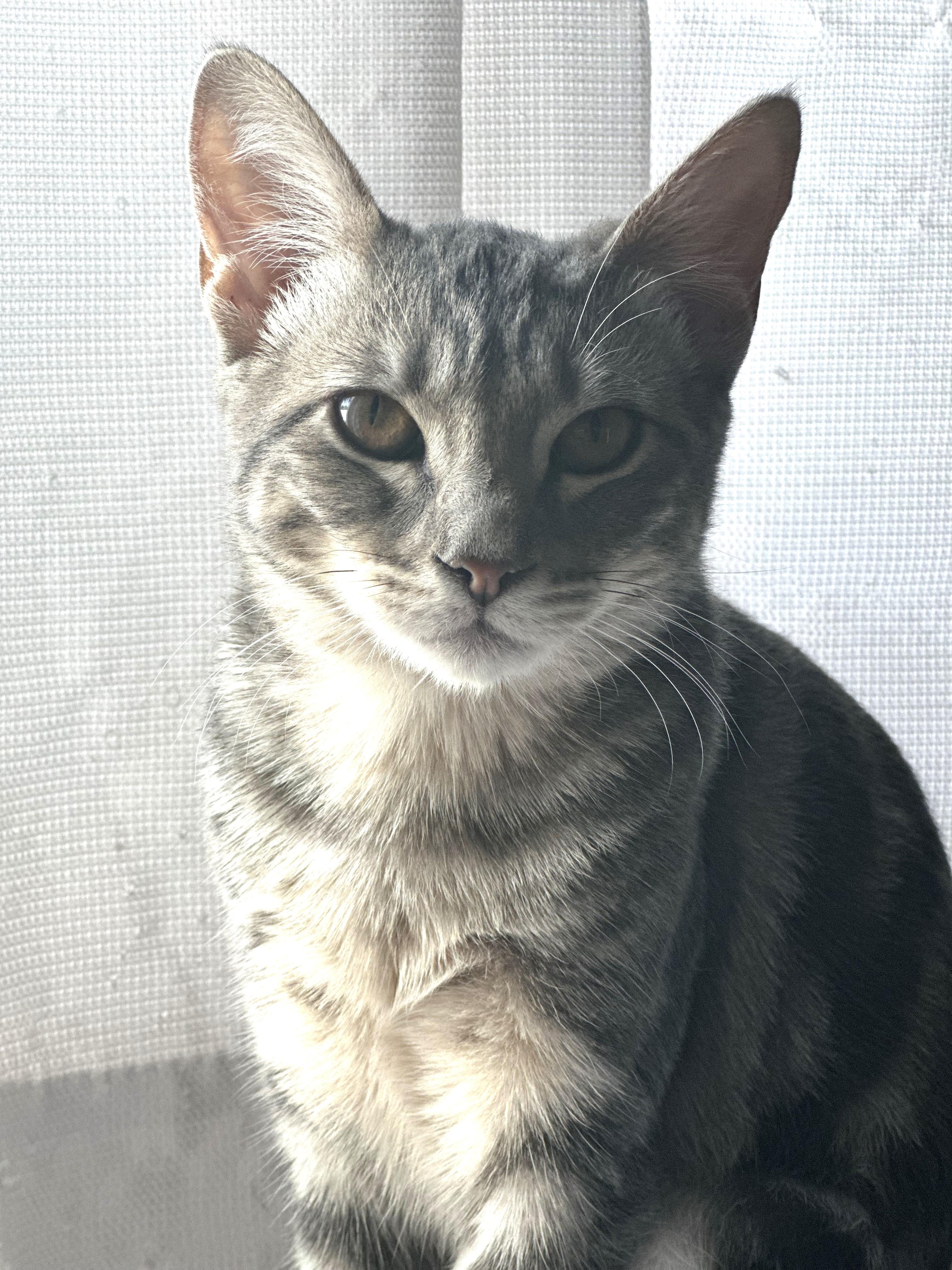 Ashley (A141306), Adopted, Kitten Female Tabby.