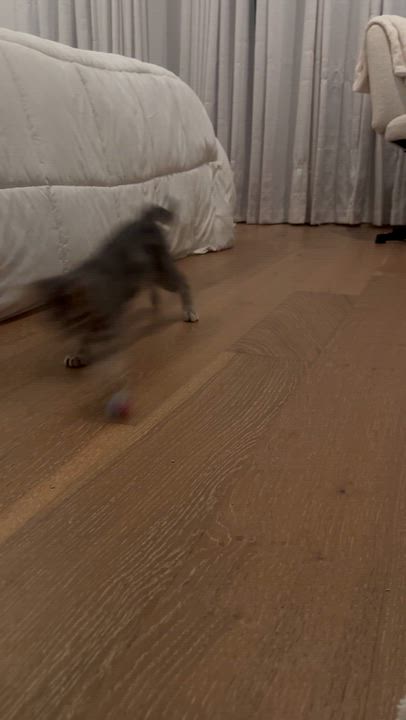 Enlarge Ashley (A141306), a Adopted Tabby in Burbank, CA video 5/5